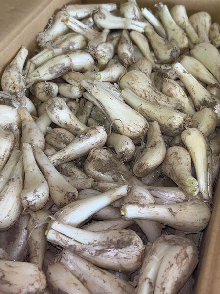 鹿児島県産 土付きらっきょう Sサイズ 約3キロ