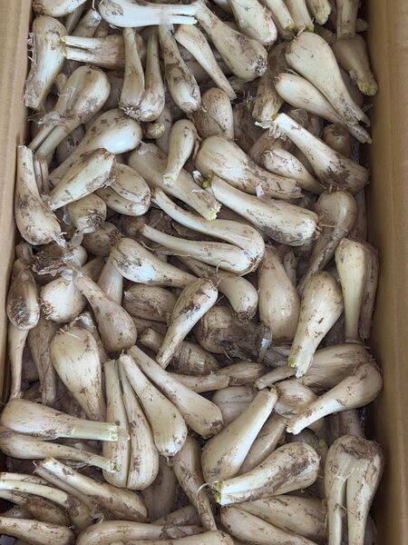 鹿児島県産 土付きらっきょう Sサイズ 約3キロ