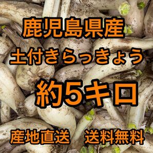 鹿児島県産 土付きらっきょう 約5キロ