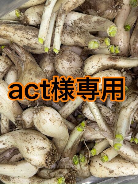 鹿児島県産 土付きらっきょう 約15キロ