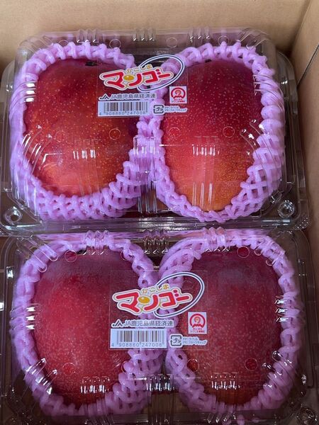 鹿児島県産 アップルマンゴーB品 アーウィン種 M〜Lサイズ 4玉