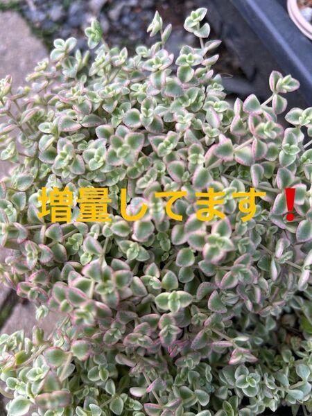 多肉植物リトルミッシー30カット