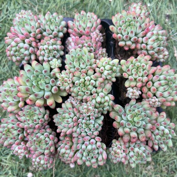 【人気品種】花火9苗セット 多肉植物 エケベリア