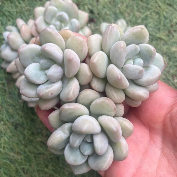バブルガム群生 多肉植物
