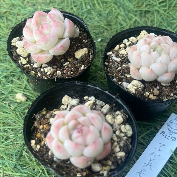 アルバ美尼☆1苗 エケベリア韓国苗 多肉植物