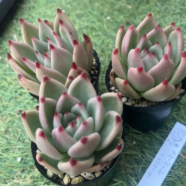 ブルーバード×コロラータ☆1苗 エケベリア韓国苗 多肉植物