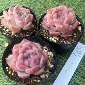 アイスハート☆1苗 エケベリア韓国苗 多肉植物