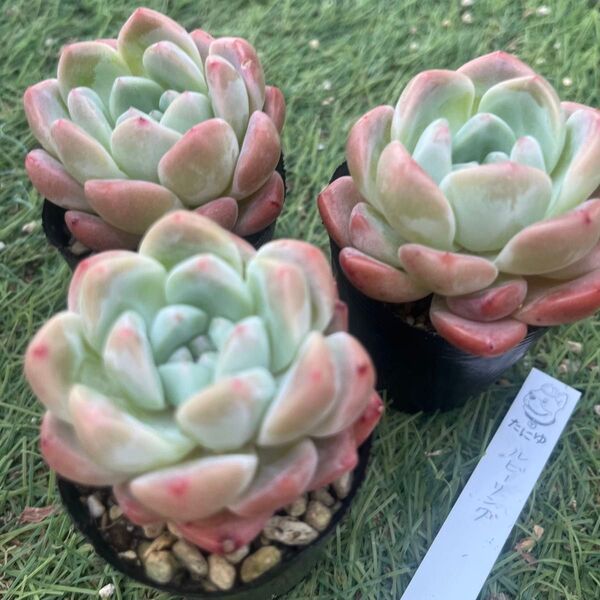 ルビーリング☆1苗 エケベリア韓国苗 多肉植物
