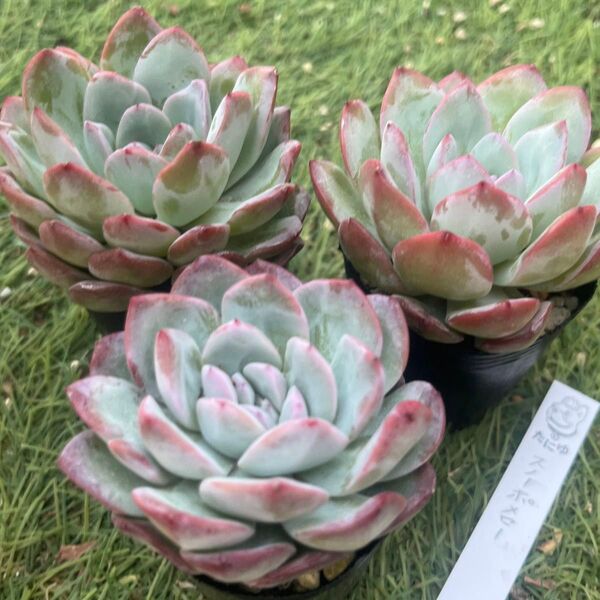 スノーポメロー☆1苗 エケベリア韓国苗 多肉植物