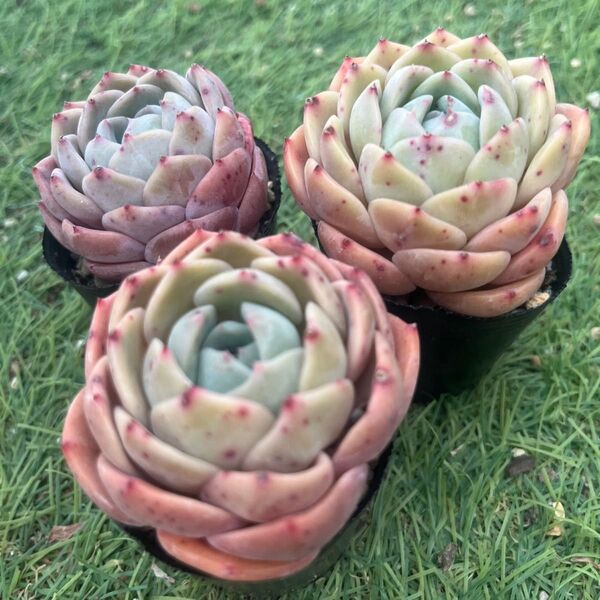 テンダーピーチ☆1苗 エケベリア韓国苗 多肉植物