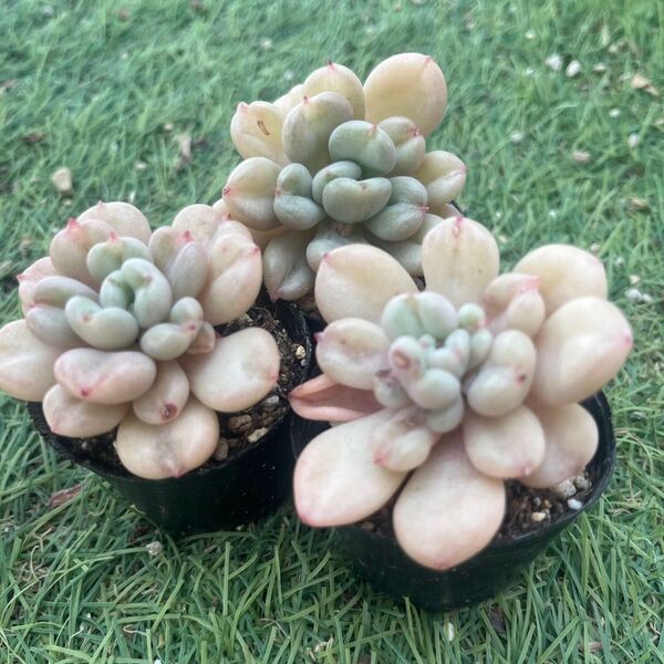 ビルゲイツ☆1苗 エケベリア韓国苗 多肉植物