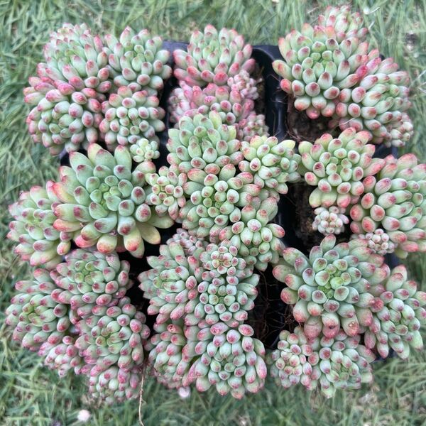 【人気品種】花火9苗セット 多肉植物 エケベリア