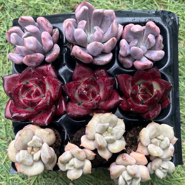 ロカ入り3種9苗セット34 多肉植物