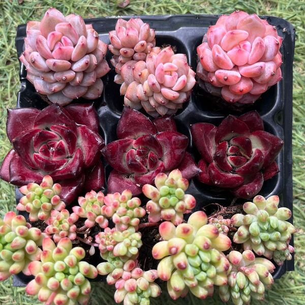 花火入り3種9苗セット35 多肉植物