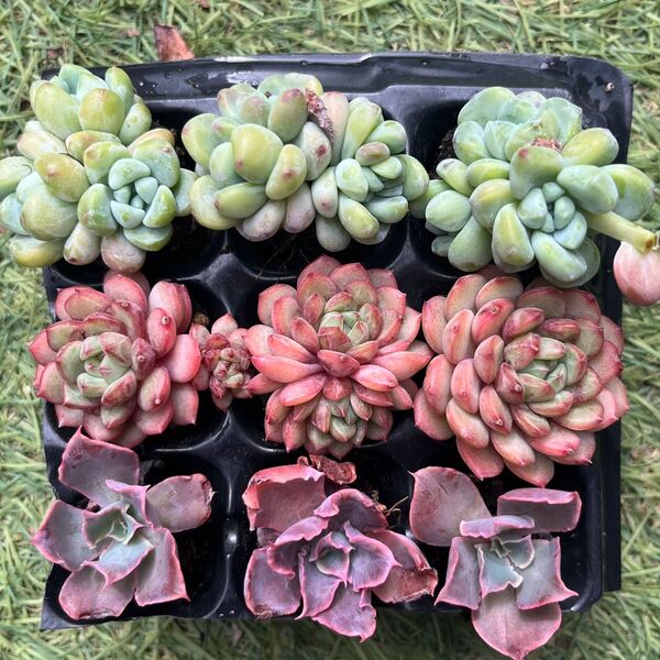 ネオンブレーカーズ入り3種9苗セット36 多肉植物