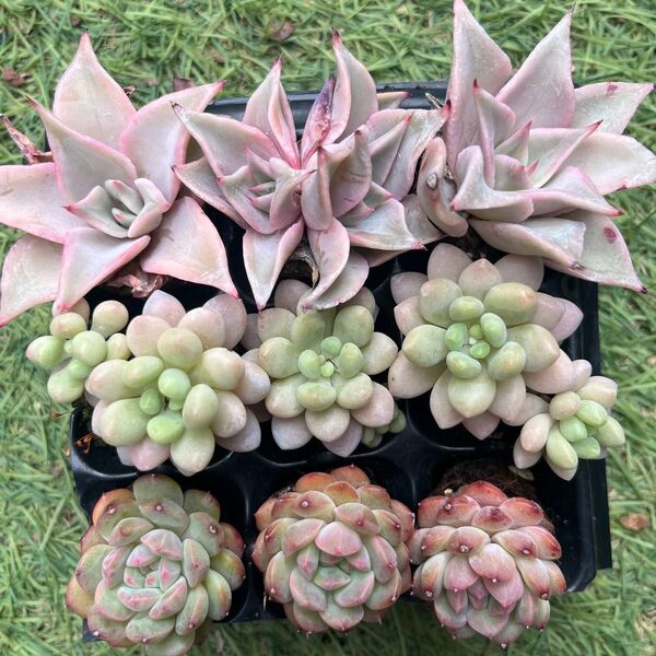 ロココ入り3種9苗セット37 多肉植物