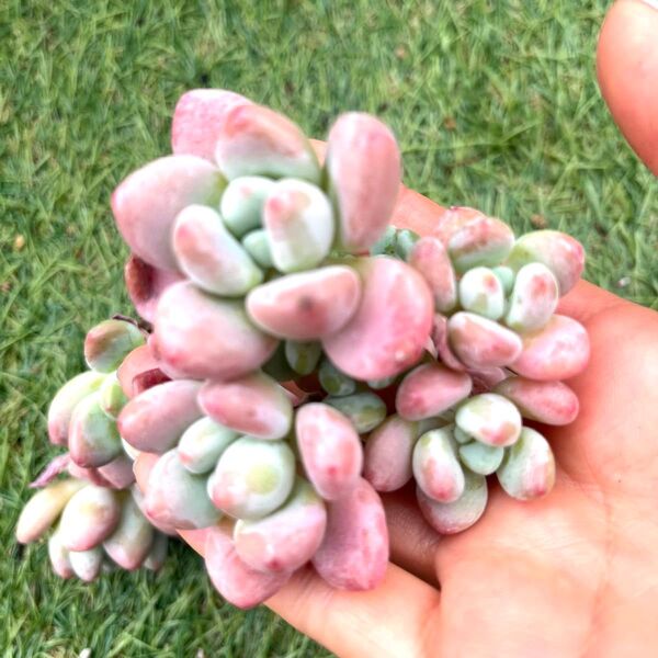 ローゼル群生 多肉植物