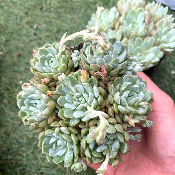 ラノリンボール群生1ポット 多肉植物
