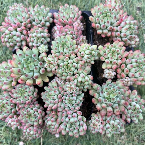 【人気品種】花火9苗セット 多肉植物 エケベリア