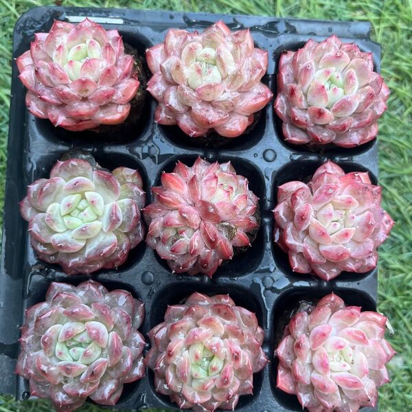 甘露(かんろ)9苗セット 多肉植物