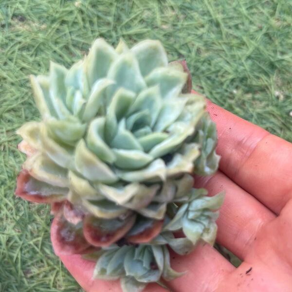 バイオレットクイーン錦☆1苗 多肉植物
