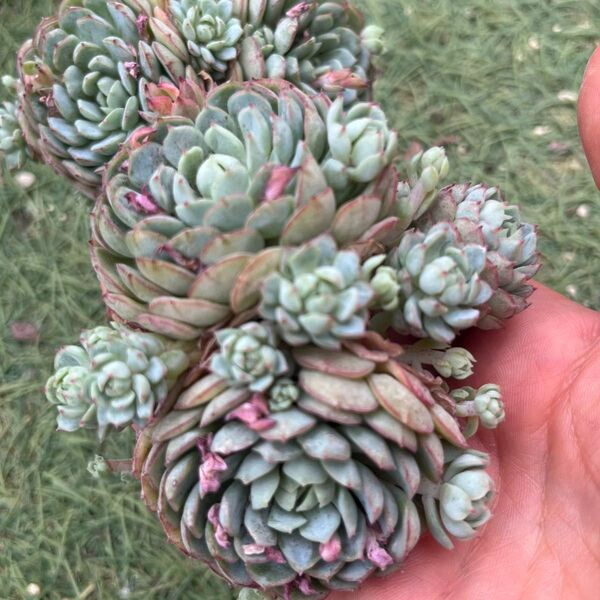 リトルレッドボート群生1苗 多肉植物