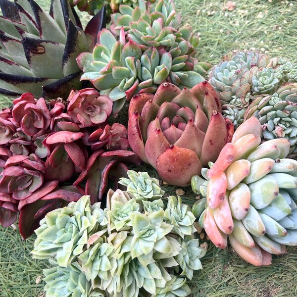 夏越しチャレンジ8苗セット 多肉植物