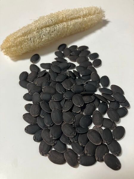 ただ今コキア抜き苗付き!2024年農薬不使用栽培のへちま種30粒とおまけ付き!