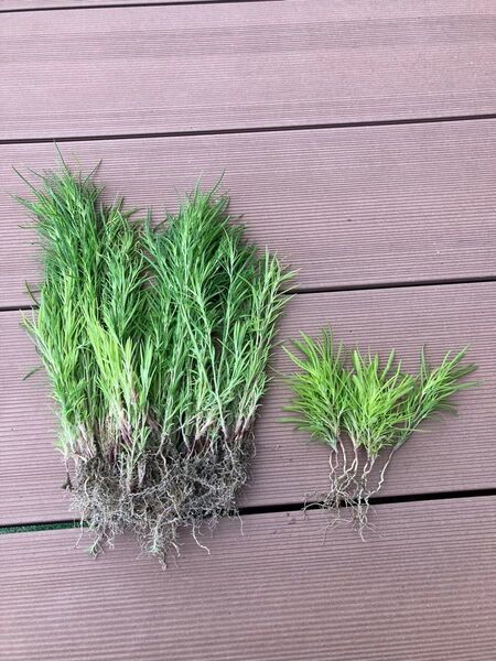 ☆数限り☆コキア抜き苗100本?コキア種付き