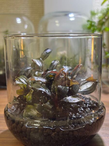 Bucephalandra sp. ブラウニーゴースト 水中葉