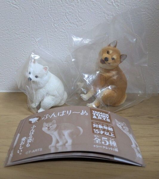 ふんばりーぬ 【柴犬】【ポメラニアン】