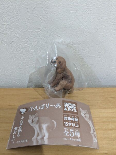 ふんばりーぬ 【トイプードル】