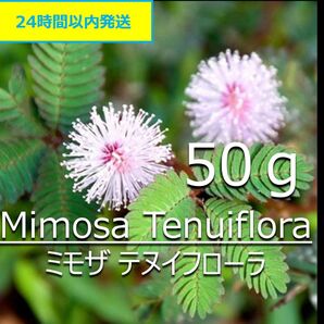【無農薬】天然染料 ミモザ 50g