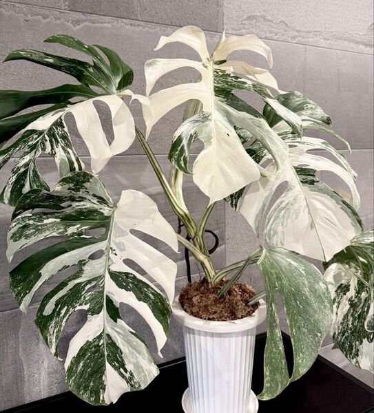 希少 モンステラ ボルシギアナ 白斑入り ホワイトタイガー 観葉植物 大株 大葉 Monstera 発根済み 73cm