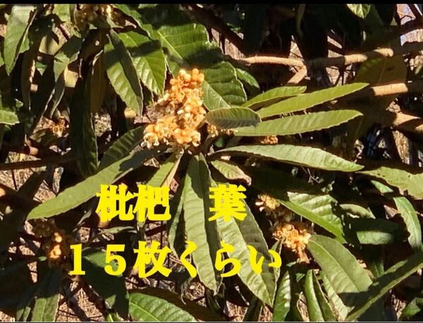 ビワの葉 枇杷の葉 完全無農薬