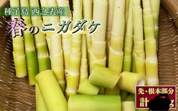 鹿児島県種子島産 タケノコ 「ニガダケ」1キロ