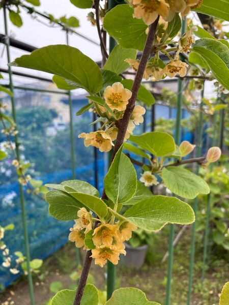 キウイ 花粉 30輪分 #ヘイワード ゴールデンキング 紅妃 アップル 等