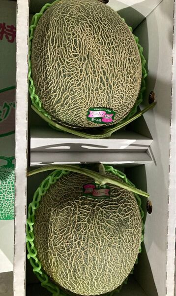肥後グリーンメロン1箱 5kg 熊本産