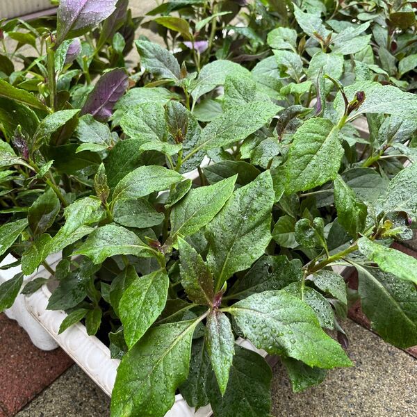 金時草 ネコポス満杯 無農薬栽培