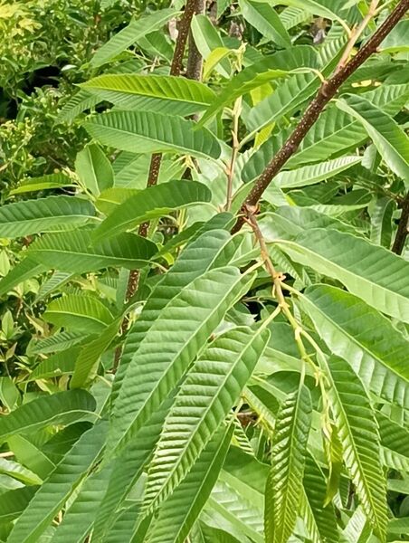 栗の葉20枚 栗の枝2本 栗の枝の葉に虫食いが出た時は栗の葉15枚に変更 花穂が大きくなって来ました