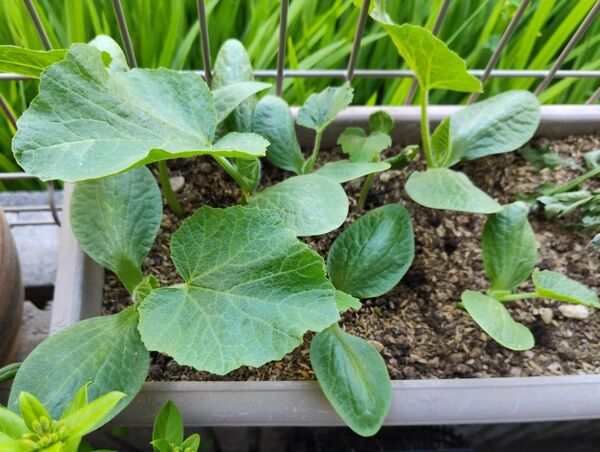 鈴マロンかぼちゃの苗 固定種 無農薬 大苗2株
