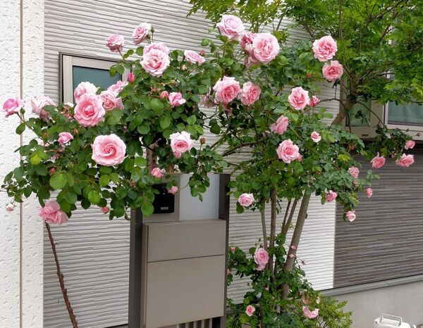 薔薇 つるバラ 「羽衣」 ハゴロモ 苗 苗木 挿し木の枝♪ふ