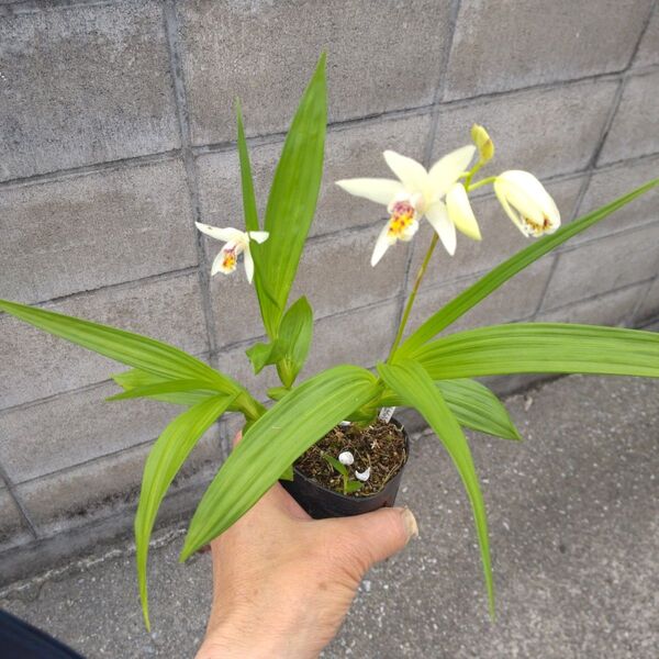 ミニ盆栽、盆栽、植木、植物、雑木、山野草、花物盆栽、実物盆栽、盆栽鉢