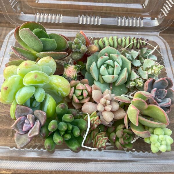 多肉植物 カット苗