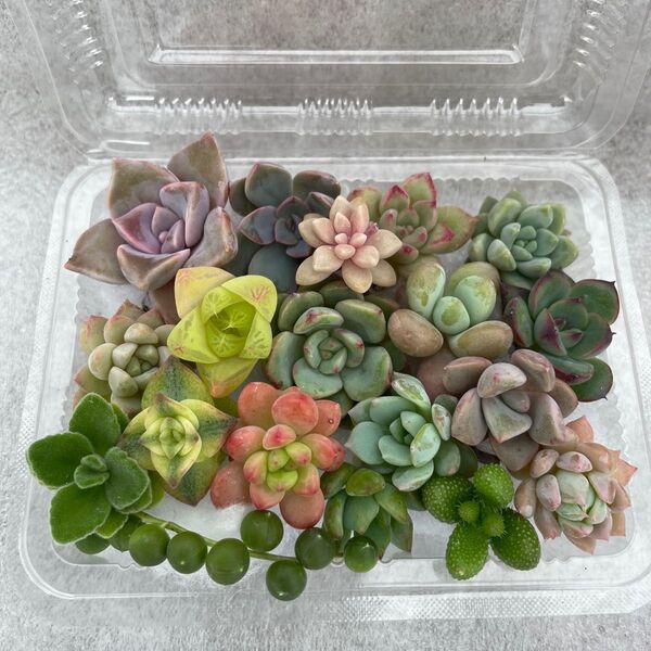多肉植物カット苗(根付き苗)