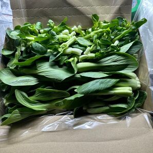 採りたて!チンゲンサイの菜花と脇芽