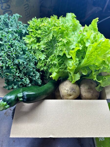 採りたて野菜詰め合わせ!