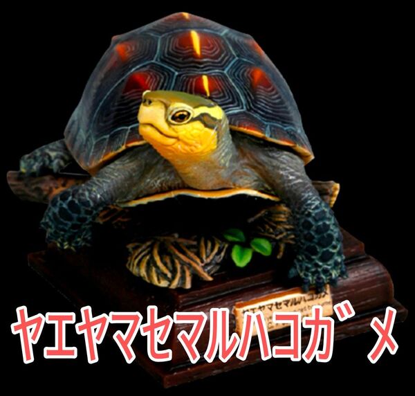 ヤエヤマセマルハコガメ【新品未使用】NATURE TECHNI COLOUR NTC 日本のカメ 特装版 ネイチャーテクニカラー