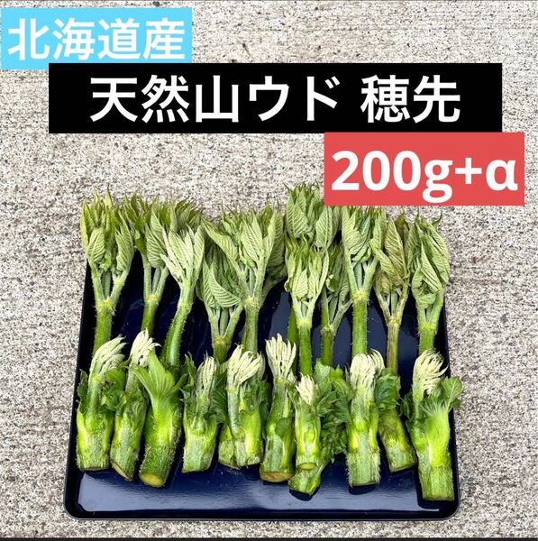 北海道産天然山ウド 天ぷら用穂先 お試しパック 200g!