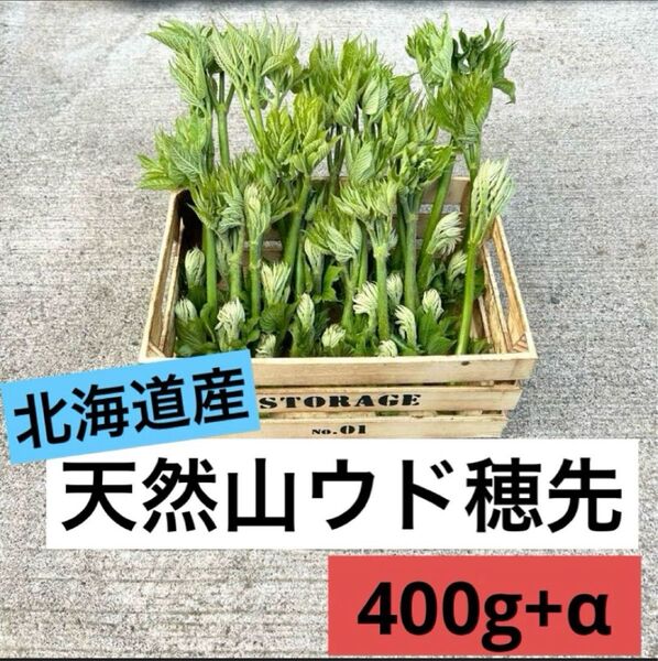 北海道産天然山ウド 天ぷら用穂先 400g以上!